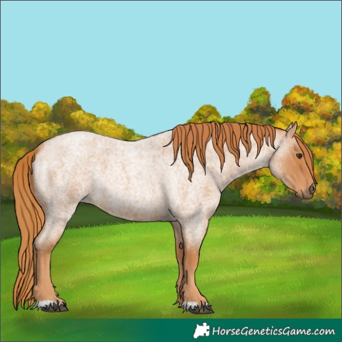 Horse Color:Red Roan