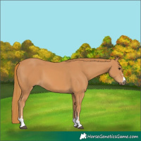 Horse Color:Chestnut 