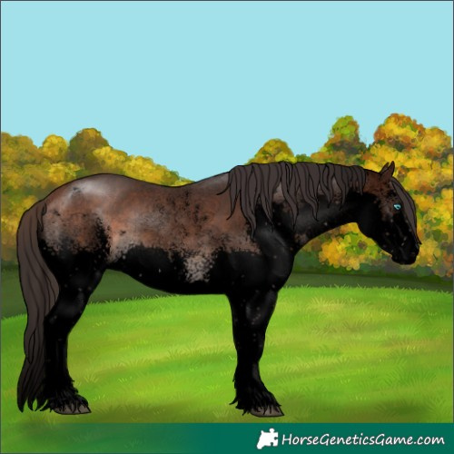 Horse Color:Void Bay Sabino Splash 