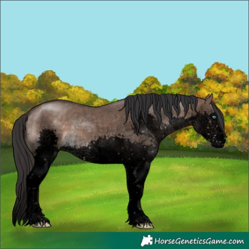 Horse Color:Void Brown Dun Sabino Splash 