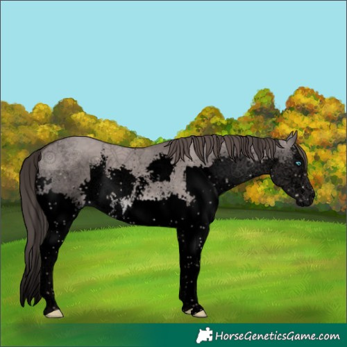 Horse Color:Void Platinum Liver Red Dun Sabino Splash 