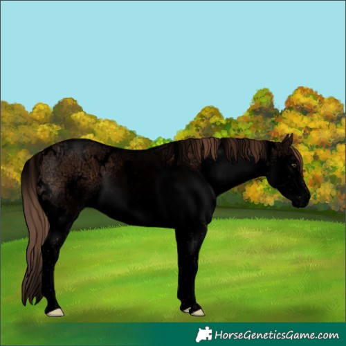 Horse Color:Void White Spotted Liver Chestnut Ice Sabino Splash 