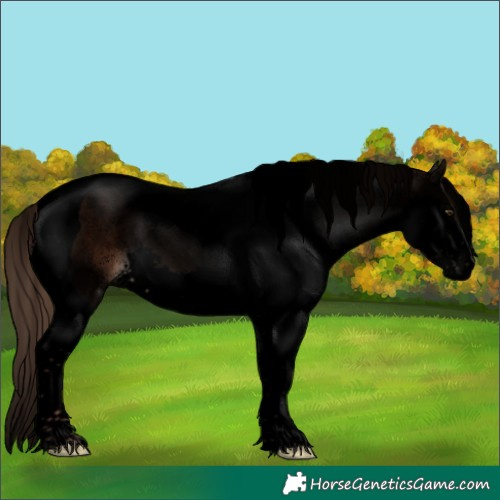 Horse Color:Void Liver Chestnut Splash Tobiano 