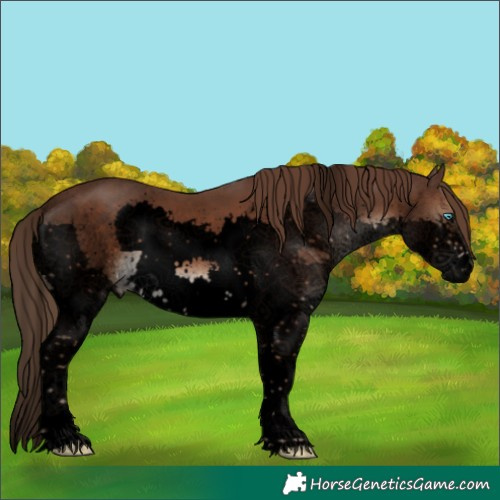 Horse Color:Void Liver Chestnut Sabino Splash
