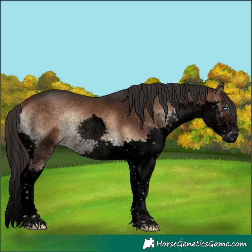 Horse Color:Void Brown Onyx Sabino Splash 