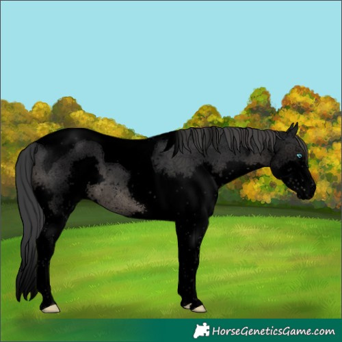 Horse Color:Void Black Splash Tobiano