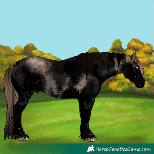 Horse Color:Void Liver Chestnut Pearl Sabino Splash 