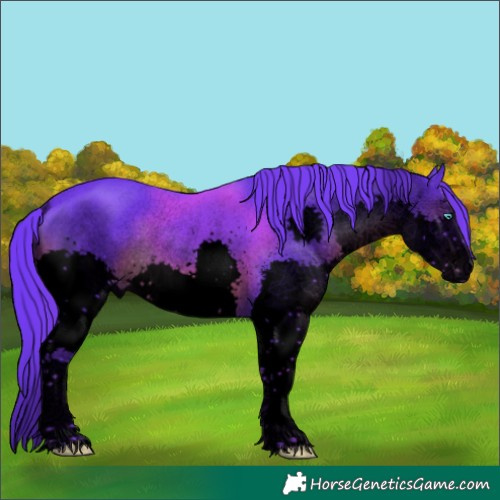 Horse Color:Void Watercolor Black Sabino Splash Rabicano 