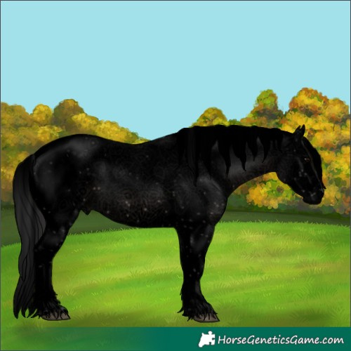 Horse Color:Void Black Sabino Splash Rabicano 