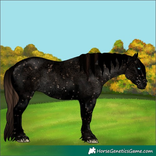 Horse Color:Void White Spotted Liver Red Dun Sabino Splash 