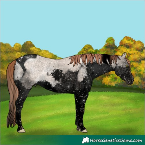 Horse Color:Void Gold Champagne Dun Splash Tobiano Appaloosa 