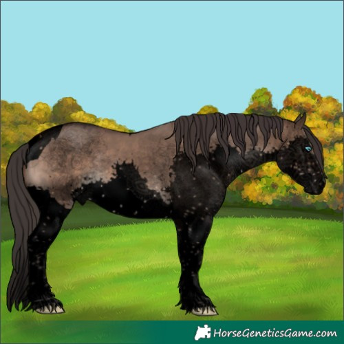 Horse Color:Void Brown Dun Splash Tobiano Rabicano 
