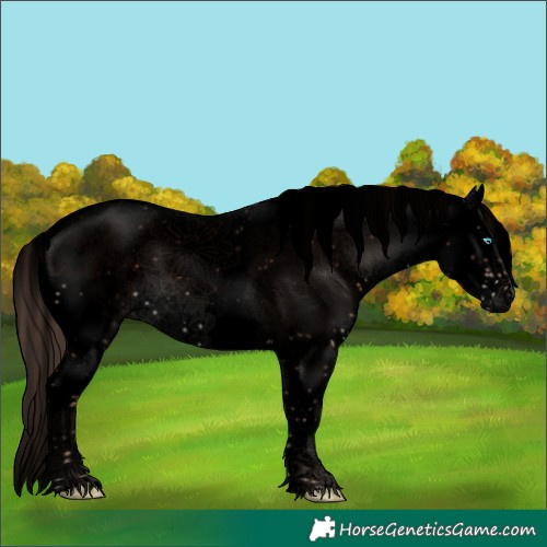 Horse Color:Void Liver Chestnut Sabino Splash 