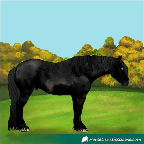 Horse Color:Gray Void Black Sabino Splash 