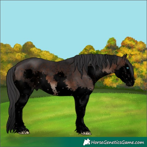 Horse Color:Void Brown Sabino Splash 