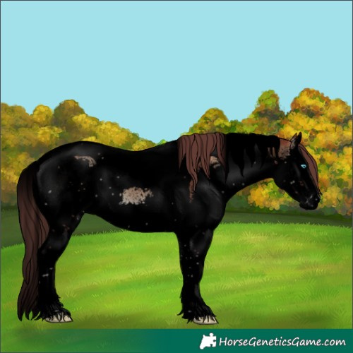 Horse Color:Void Chocolate Brown Onyx Splash Tobiano 