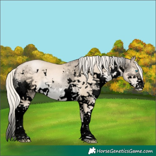 Horse Color:Void White Spotted Liver Chestnut Snowdrop Pearl Sabino Splash