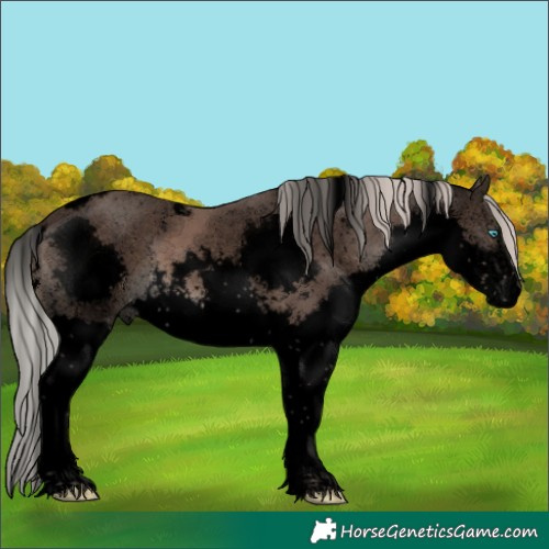 Horse Color:Void White Spotted Silver Black Sabino Splash