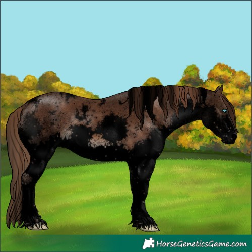 Horse Color:Void White Spotted Liver Chestnut Sabino Splash 