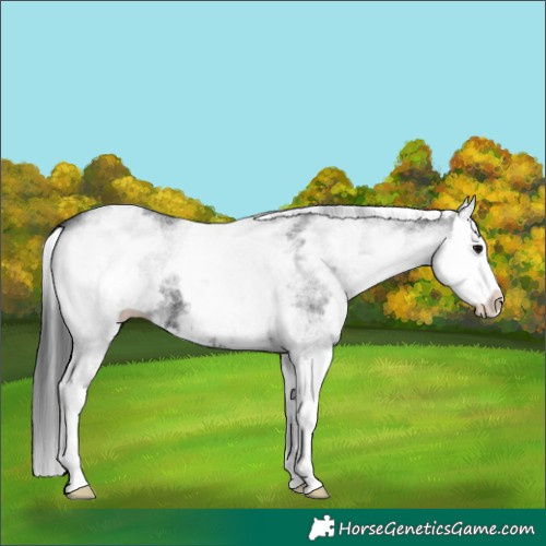 Horse Color:White Spotted Black Splash
