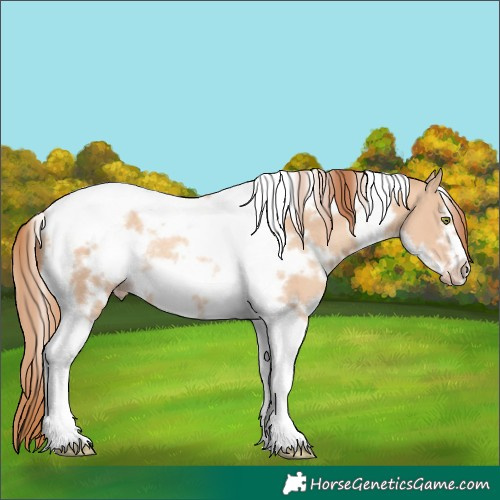 Horse Color:White Spotted Gold Champagne Dun Tobiano Frame Rabicano 