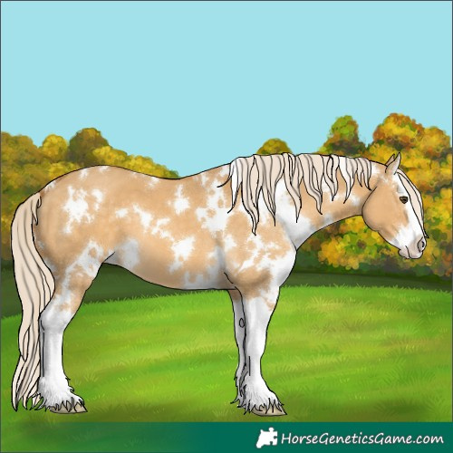 Horse Color:White Spotted Palomino Dun Splash 