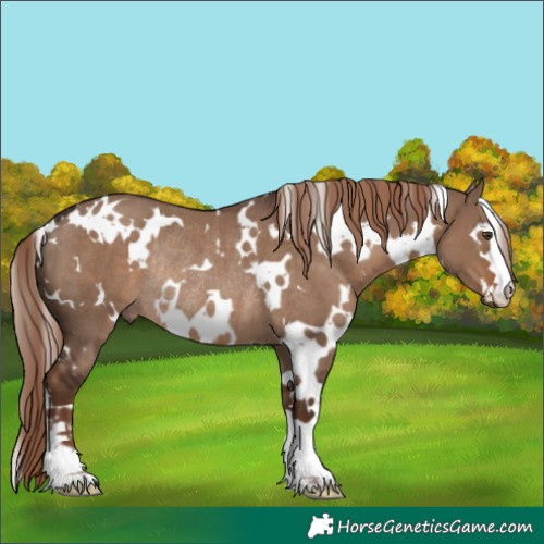 Horse Color:White Spotted Liver Red Dun Rabicano
