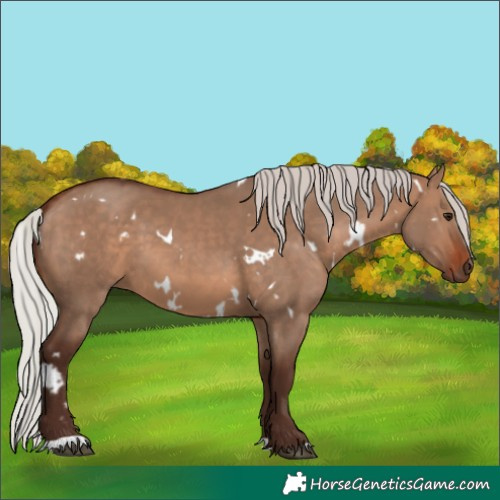 Horse Color:White Spotted Silver Brown Dun 