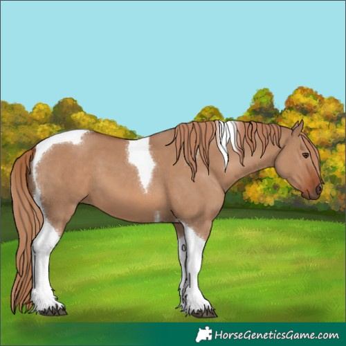 Horse Color:Red Dun Tobiano 