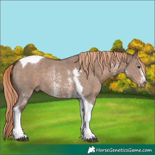 Horse Color:Liver Red Dun Sabino Tobiano 