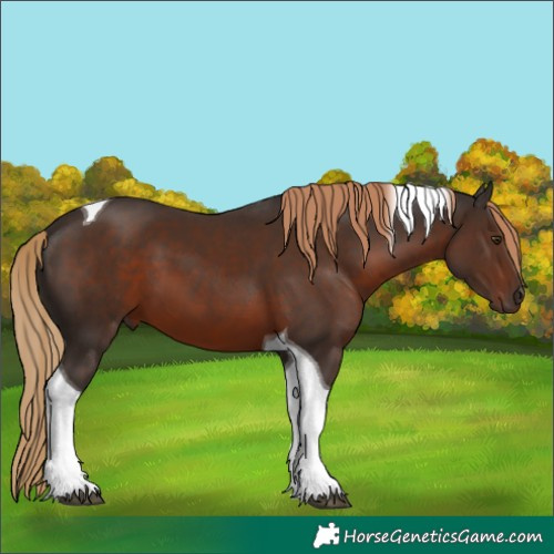 Horse Color:Liver Chestnut Tobiano 