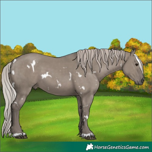 Horse Color:White Spotted Silver Grullo 