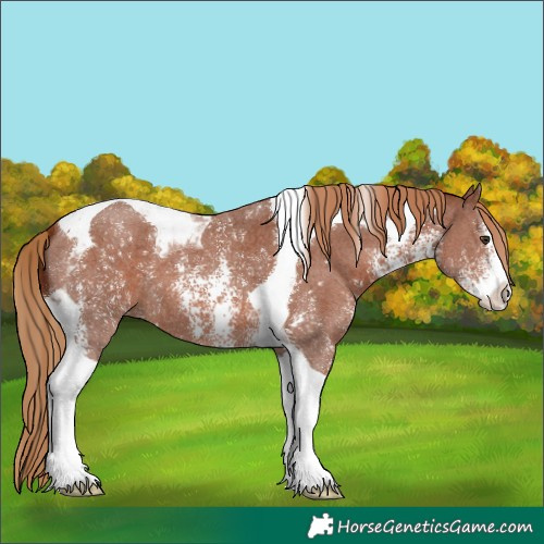 Horse Color:Chestnut Sabino Tobiano 