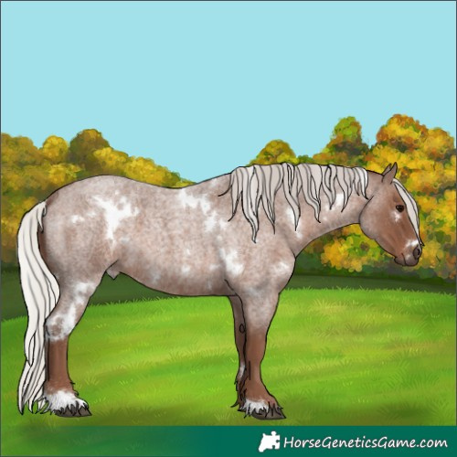 Horse Color:White Spotted Silver Blue Roan 