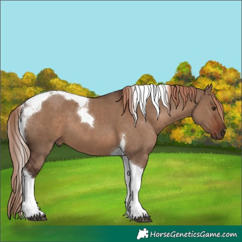 Horse Color:Liver Red Dun Tobiano 