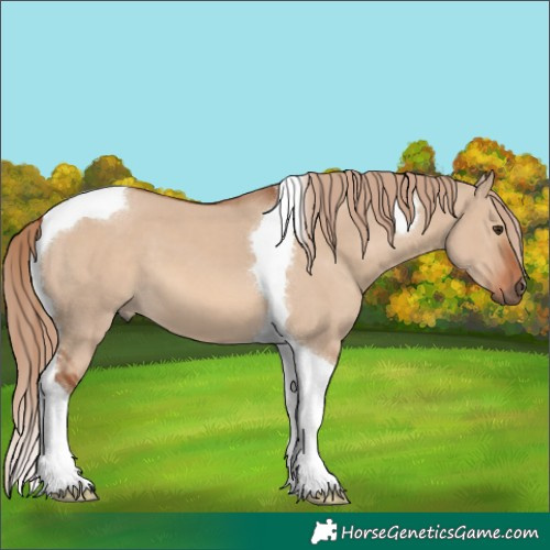 Horse Color:Red Dun Tobiano 