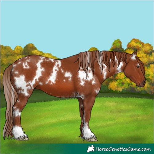 Horse Color:White Spotted Chestnut 