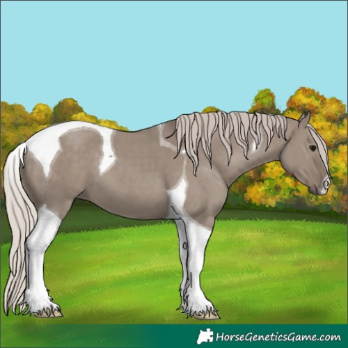 Horse Color:Silver Grullo Tobiano 