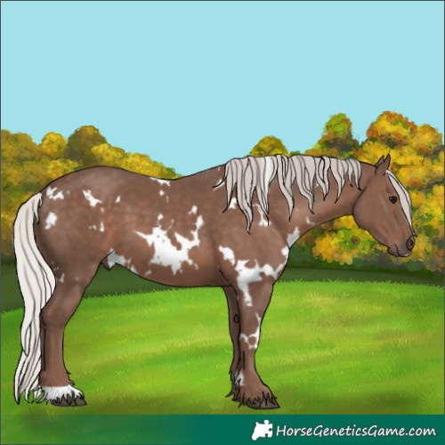 Horse Color:White Spotted Silver Black 