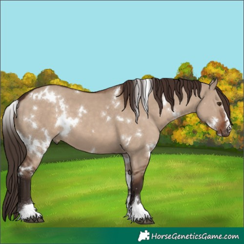 Horse Color:White Spotted Liver Red Dun 