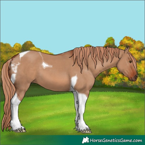 Horse Color:Red Dun Tobiano 