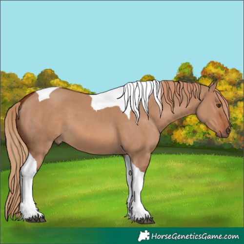 Horse Color:Red Dun Tobiano 