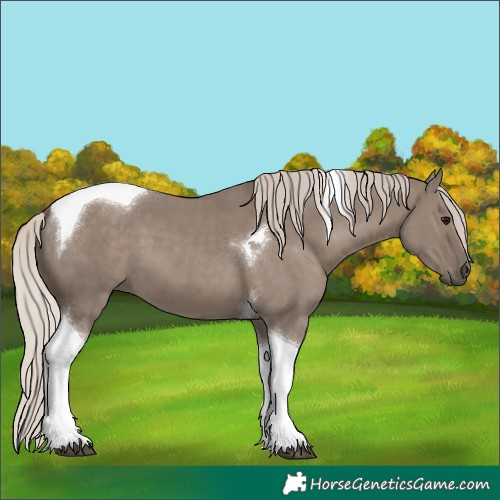 Horse Color:Silver Grullo Tobiano 