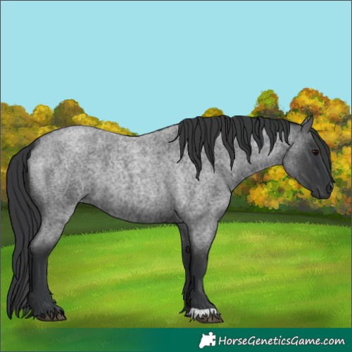 Horse Color:Blue Roan