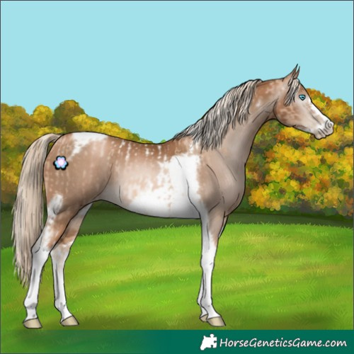 Horse Color:Chocolate Palomino Pearl Tobiano Frame  and Gray Chocolate Palomino Pearl Tobiano Frame 