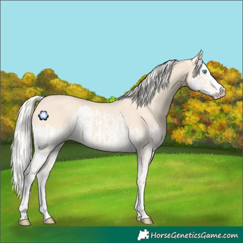Horse Color:Cremello Splash and Cremello Splash