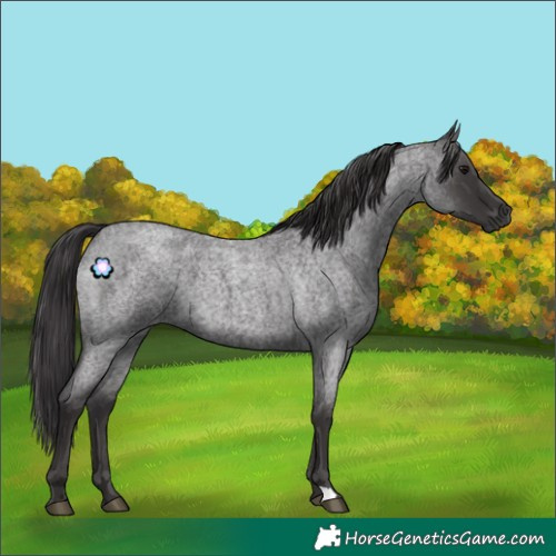 Horse Color:Smoky Blue Roan 