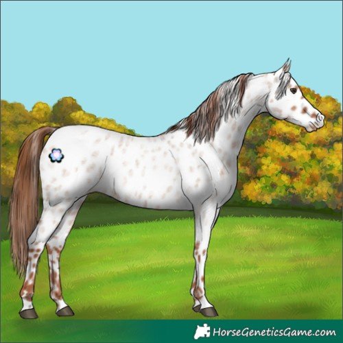 Horse Color:Red Dun Roan Appaloosa 