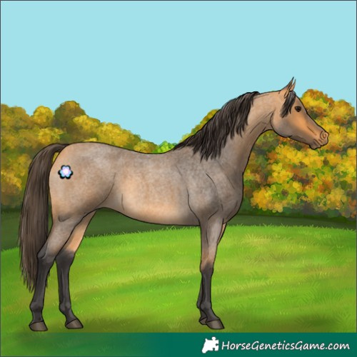 Horse Color:Buckskin Roan 