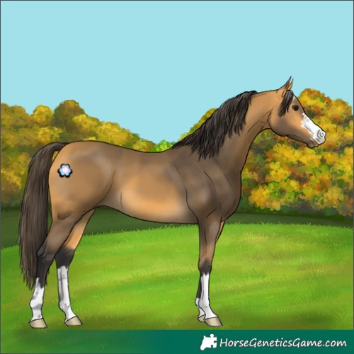 Horse Color:Buckskin 